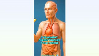 WHAT HAPPENS WHILE YOU EATING CHEESE IN HUMAN BODY