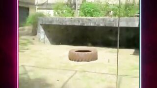 Seorang pria tewas setelah diserang seekor singa betina di Taman Arruda Câmara (Bica) di João Pessoa, Brasil.