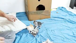 Ragdoll kittens 28 days old ( Start playing with them