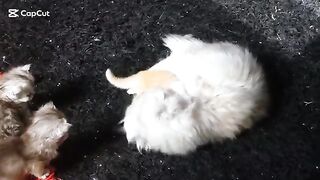 The Persian cat attacks the Ragdoll children, but they were smarter. Watch until the end.