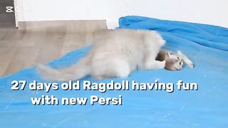 While the mother went to eat, the Persian cat attacked ragdoll kittens