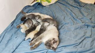 Ragdoll kittens 27 days old (Fighting training )