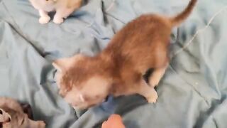train ragdoll kittens 26 days old to fight.