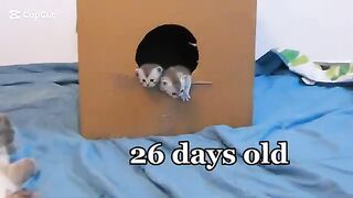 26 days old ragdoll kittens cute funny videos