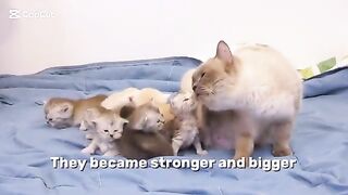 Ragdoll kittens 25 days old