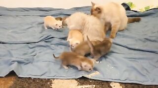 Ragdoll kittens 25 days old first fight with big cat