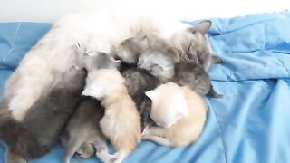 Competition for breastfeeding