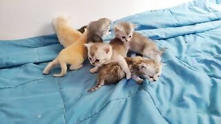 My Ragdolls babys are getting stronger and bigger.