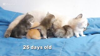 Cute Ragdoll kittens 25 days old