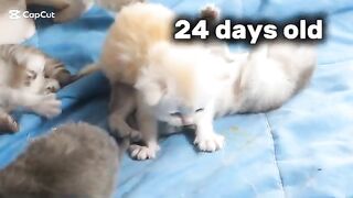 Ragdoll kittens 24 days old