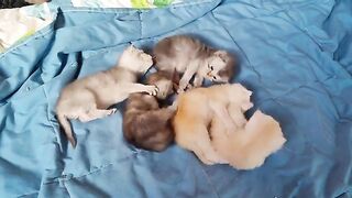 catlover