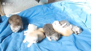 19 days old (start a fight