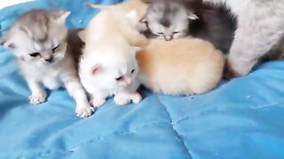 His brothers prevented him from breastfeeding
