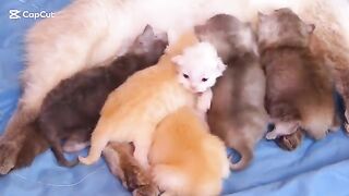 Cute funny ragdoll kittens 17 days old