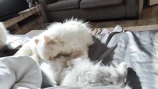 Waking up with my Persian and Ragdoll friends