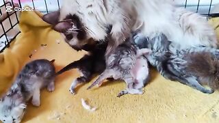 Sleepy Cute ragdoll kittens 15 days old