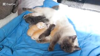 Cute ragdoll kittens 15 days old with mama