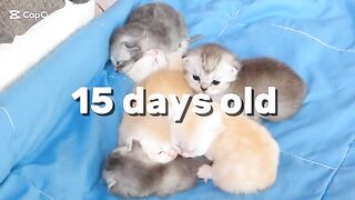 15 days old ragdoll kittens having fun with mama