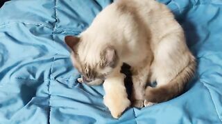 Helping Ragdoll kittens Breastfeed