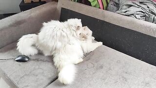 My cat is gay