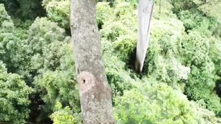 tense moments when collecting forest honey bees