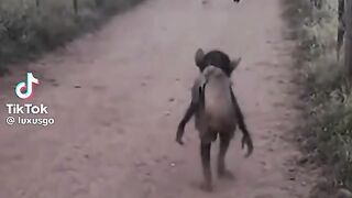 عفريت بيغ فوت