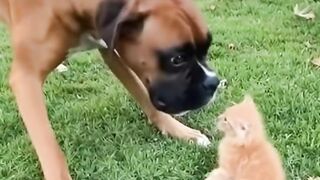 Brave Kitten and Brave his Mom