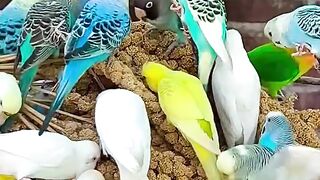 Beautiful Birds