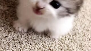 Beautiful Little Kitten