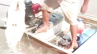 What can you find in the Amazon River?