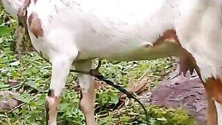 Keep pets in the backyard