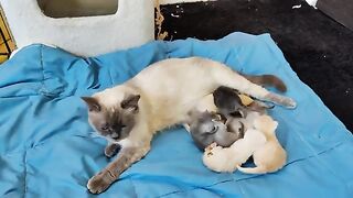 A full hour of relaxation with the Ragdoll family.