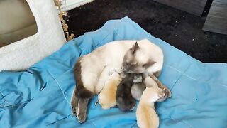 Ragdoll kittens 13 days old Brothers annoy each other