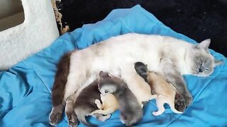 Ragdoll kittens 13 days old
