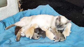 Ragdoll kittens 13 days old The babys started playing.