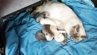 Ragdoll kittens 12 days old