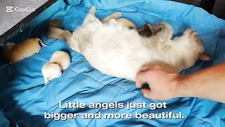 Ragdoll kittens 11 Days old