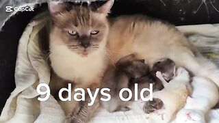 Ragdoll kittens 9 days old