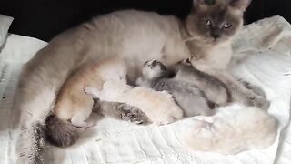Ragdoll kittens 8 days old (Mother cleans the babys shit