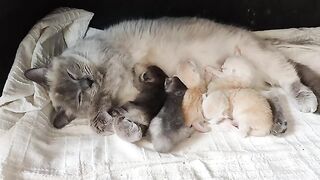 7 days old ragdoll kittens
