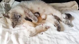 Ragdoll kittens 6 days old