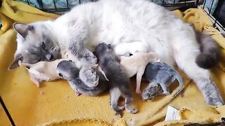 Ragdoll kittens 4 days old