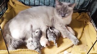 Ragdoll kittens 3 days old