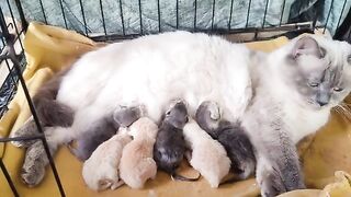 Ragdoll kittens 2 days old