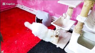 Ragdolls first mating experience