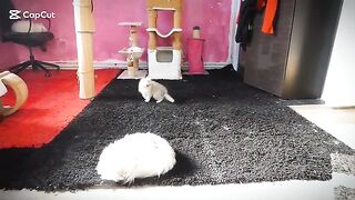 Little Bobby Chases Laser
