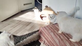 Persian Queen Celebrates Valentines Day With Prince puddy