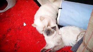 Ragdoll cats enjoy playing and licking.
