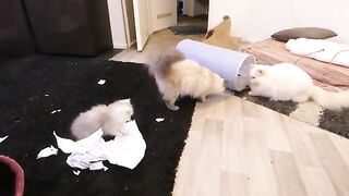 Persian kitten dancing with his ragdoll friend