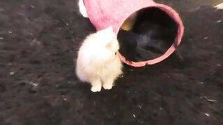 Ragdoll gets dizzy from chasing lasers